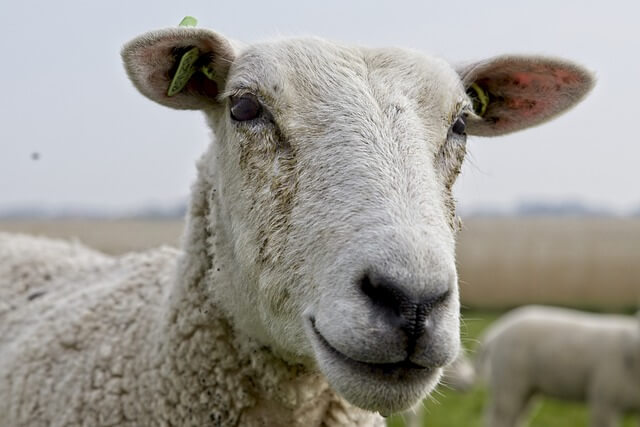 2024년 신년운세 양띠 2월 지혜의 발동시기~