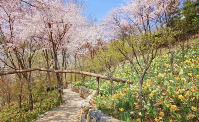 2026 화담숲 벚꽃 개화시기는 언제?