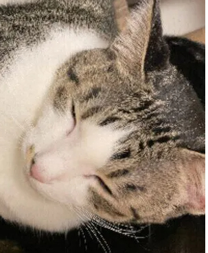 고양이가 밤에 우는 이유는 무엇일까?