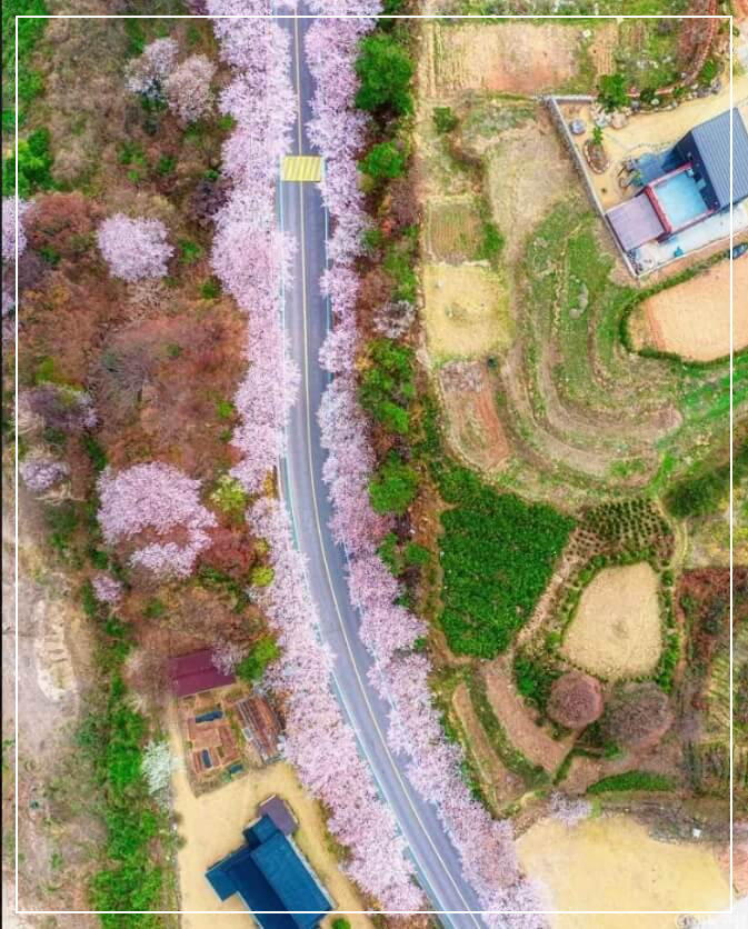 하동 가볼만한곳 베스트10 하동 십리벚꽃길