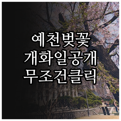 2026 경북 예천 벚꽃 개화일 예측..
