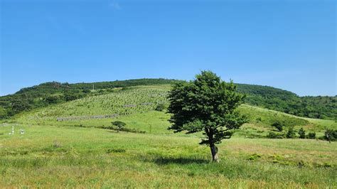 나무 의사 자격증