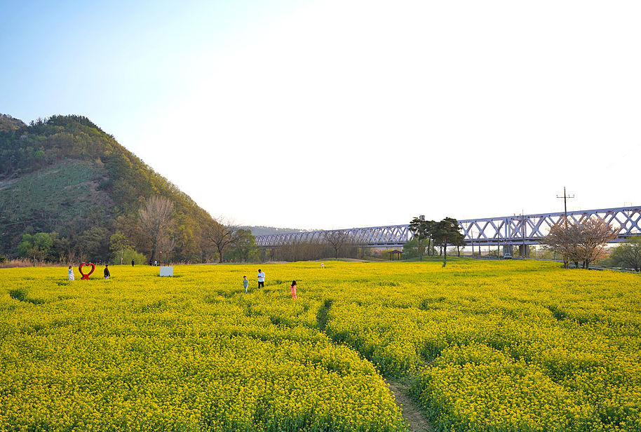 낙동강레일파크 유채꽃