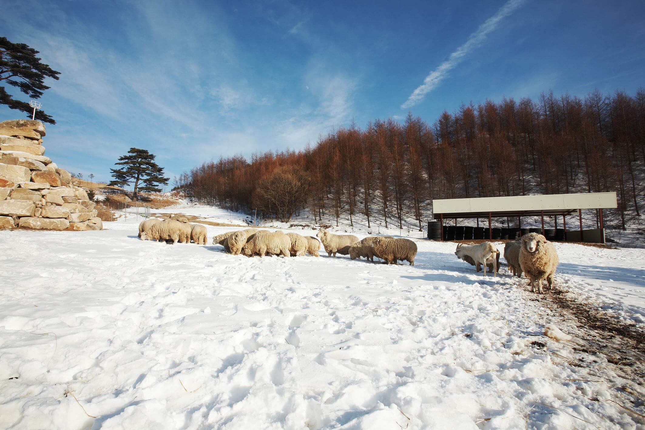 1월 평창 대관령 양떼목장 설경 산책으로 완성하는 겨울 감성 여행