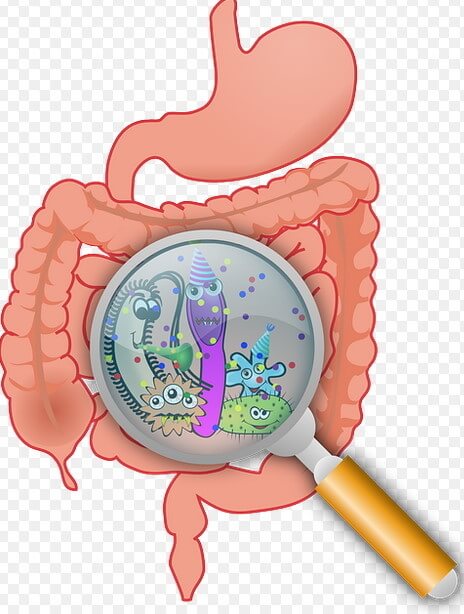 소화 건강: 장 건강을 위한 식습관과 프리바이오틱스/프로바이오틱스