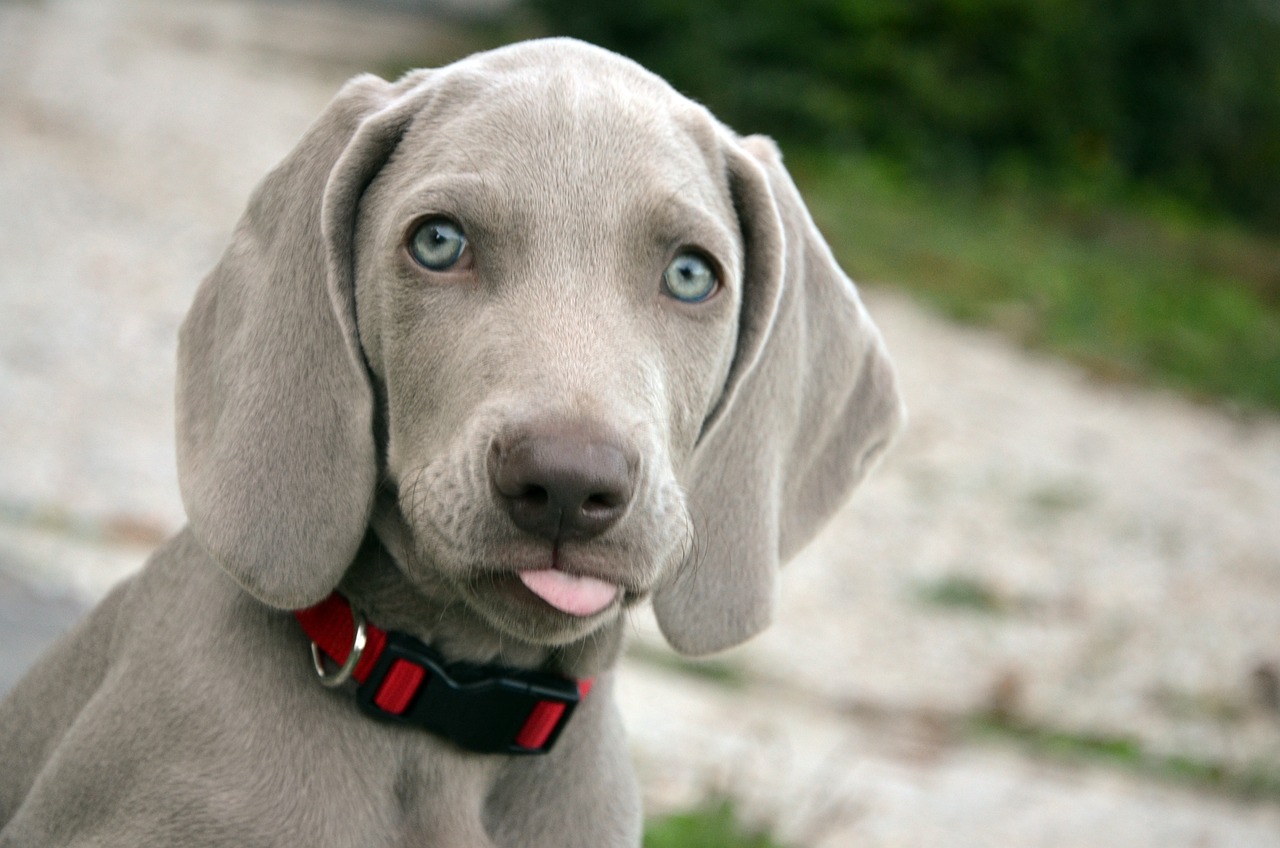바이마라너(Weimaraner)2