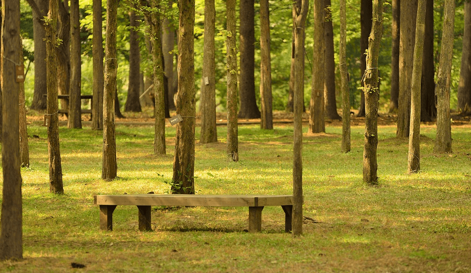 남이성 메타세콰이어 길