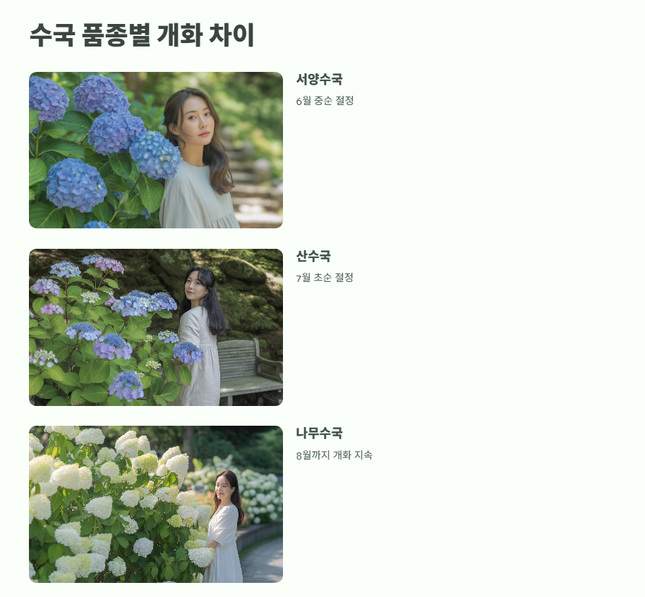 수국 개화시기 완벽 정리 3