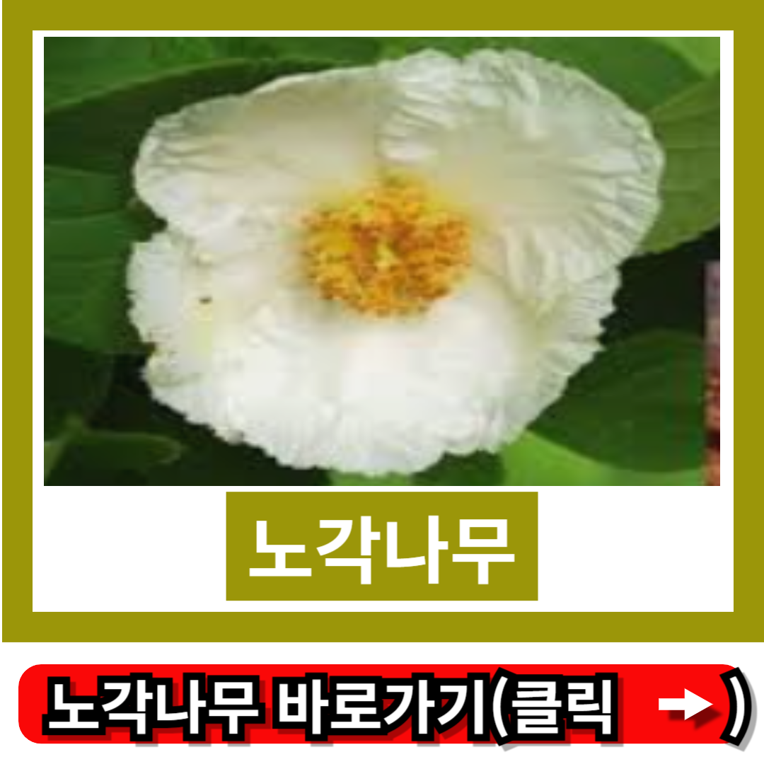노각나무
