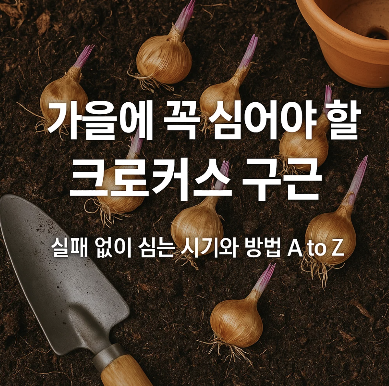 가을에 꼭 심어야 할 크로커스 구근, 실패 없이 심는 시기와 방법 A to Z