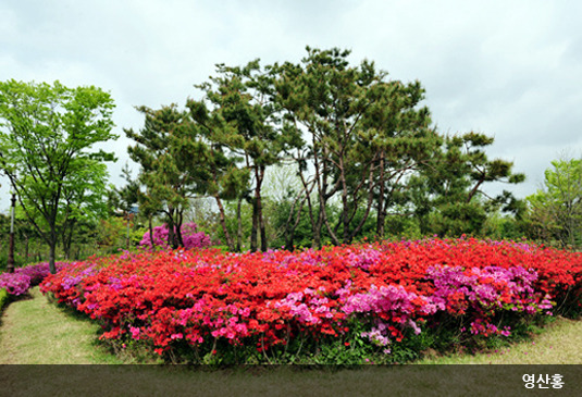 대전 벚꽃축제 베스트10 가볼만한곳 꿀팁 정리