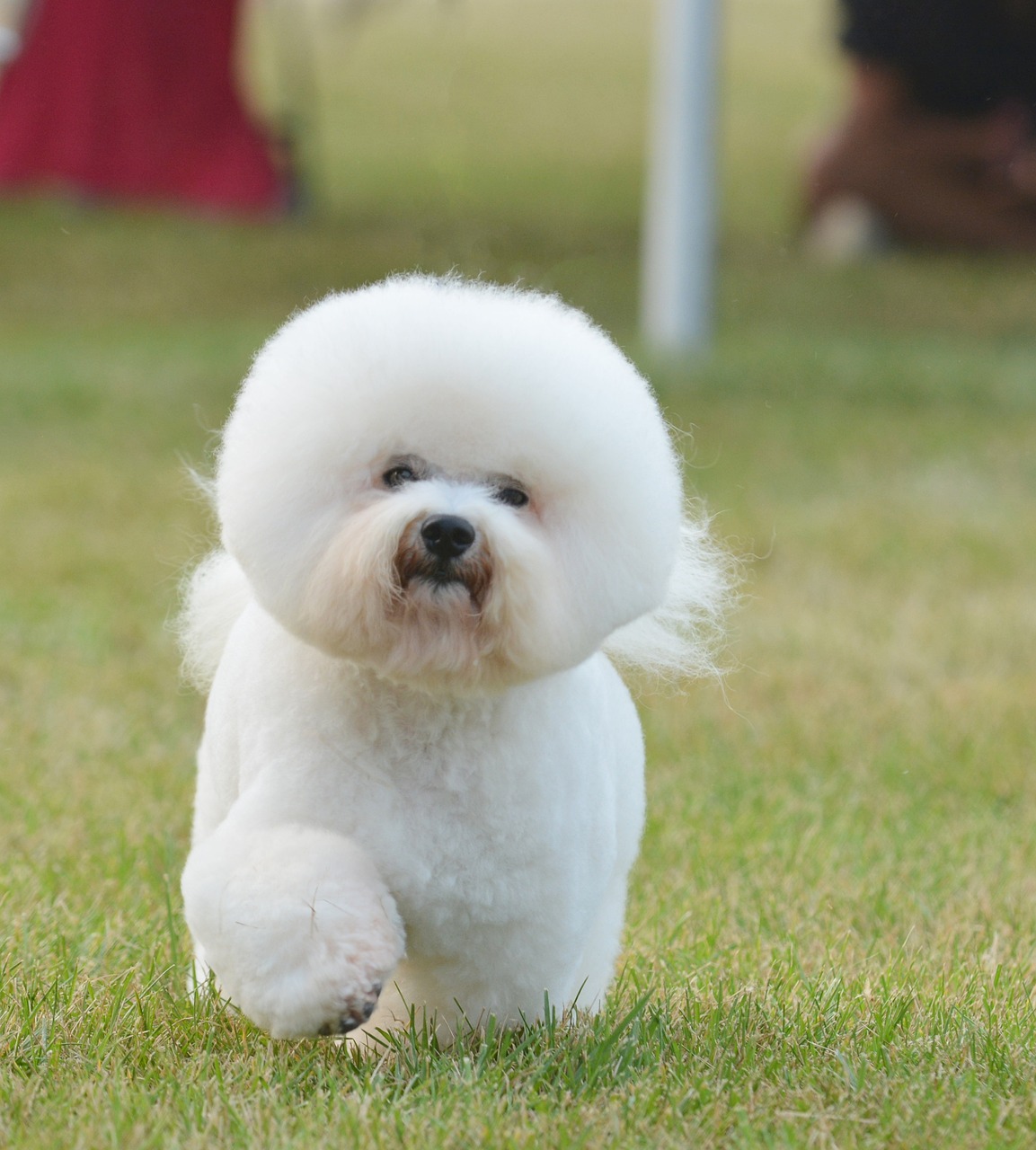 비숑 프리제 (Bichon Frise)