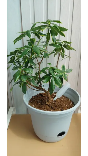 천리향 키우기와 향을 오래 유지하는 방법_16