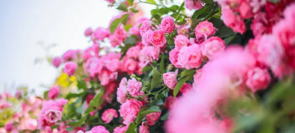 국내 장미 축제 명소 베스트 8 관련 사진