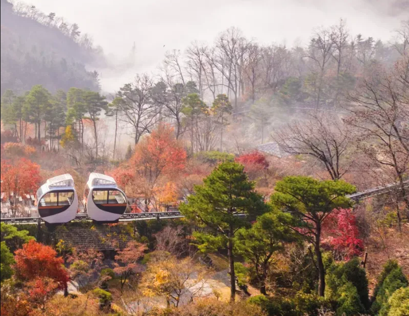 2025 화담숲 벚꽃 예매하기 관련사진