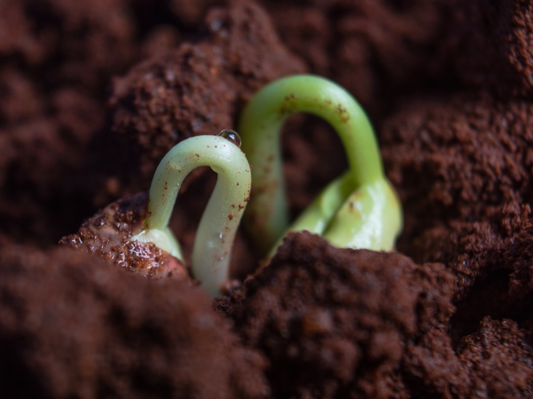 Bean sprouts