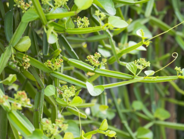 다이어트 정체기 시서스로 뚫어볼까