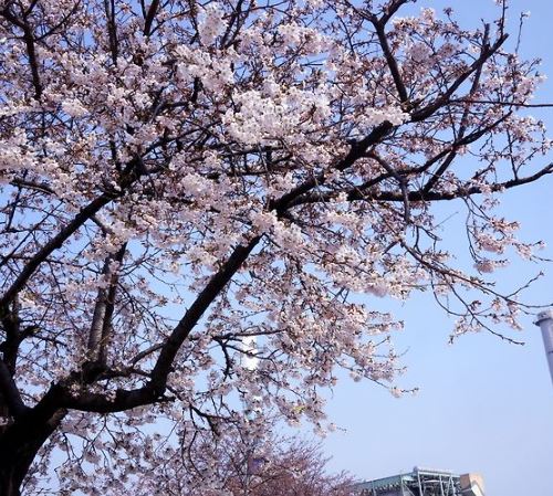 금강 벚꽃
