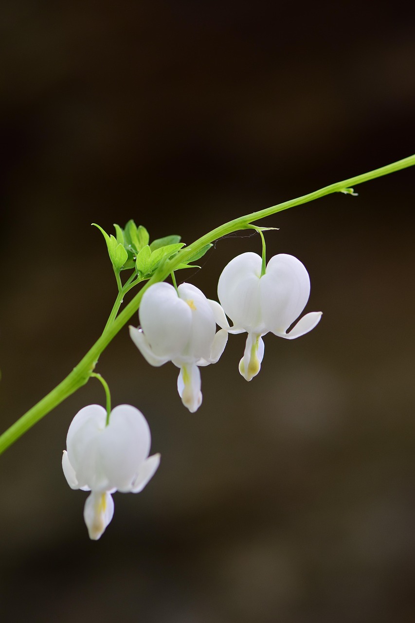 금낭화 관련 사진