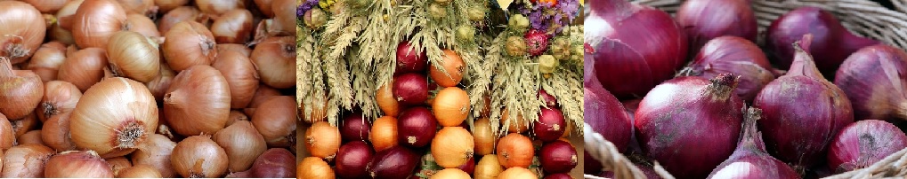 양파 오래 보관하는 방법