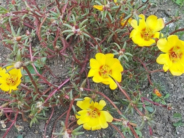 채송화 자연발아 (씨앗 번식력, 재배 성장과정, 꽃말과 유래)