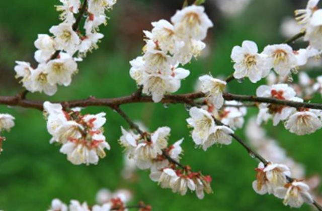 2025 광양매화축제 일정 실시간 개화 주차장