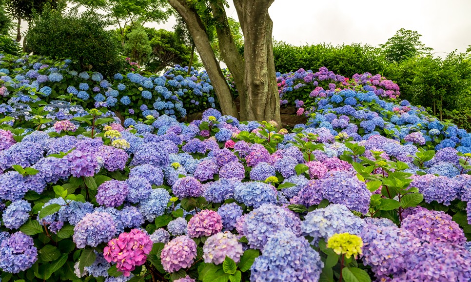 제주 마노르블랑 수국축제