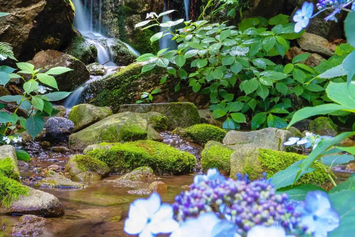 화담숲 여름 수국 축제 사전예약 바로가기