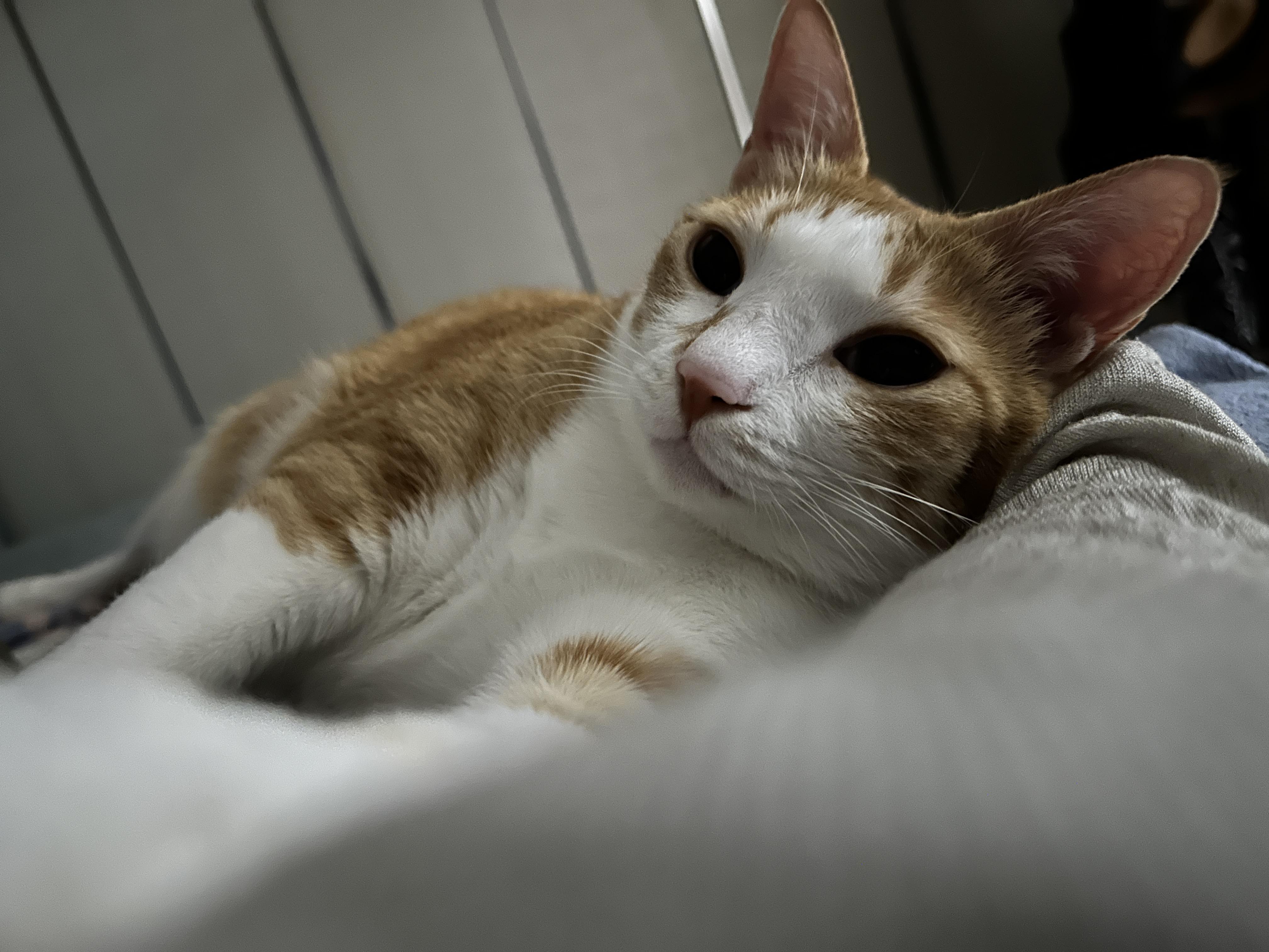 집사한테 자꾸만 필살기 쓰는 호야 (feat. BGM은 골골송)