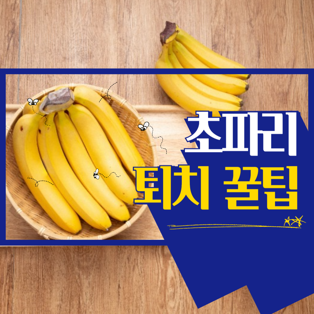 초파리_퇴치_꿀팁