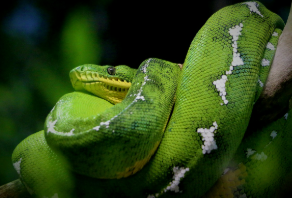 소형 주택·아파트용 파충류 사육 가이드