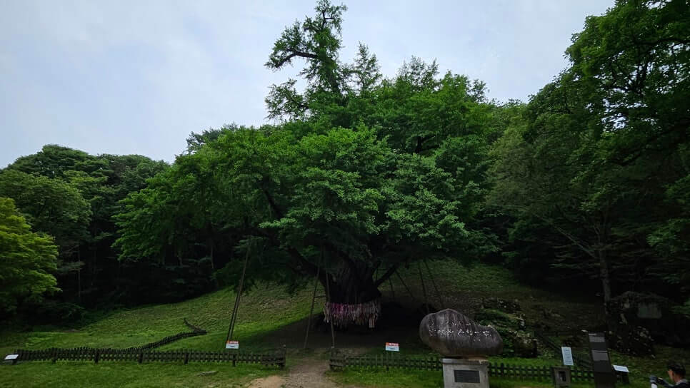 금산 보석사 : 1,100년 은행나무와 전나무 숲길이 주는 위로