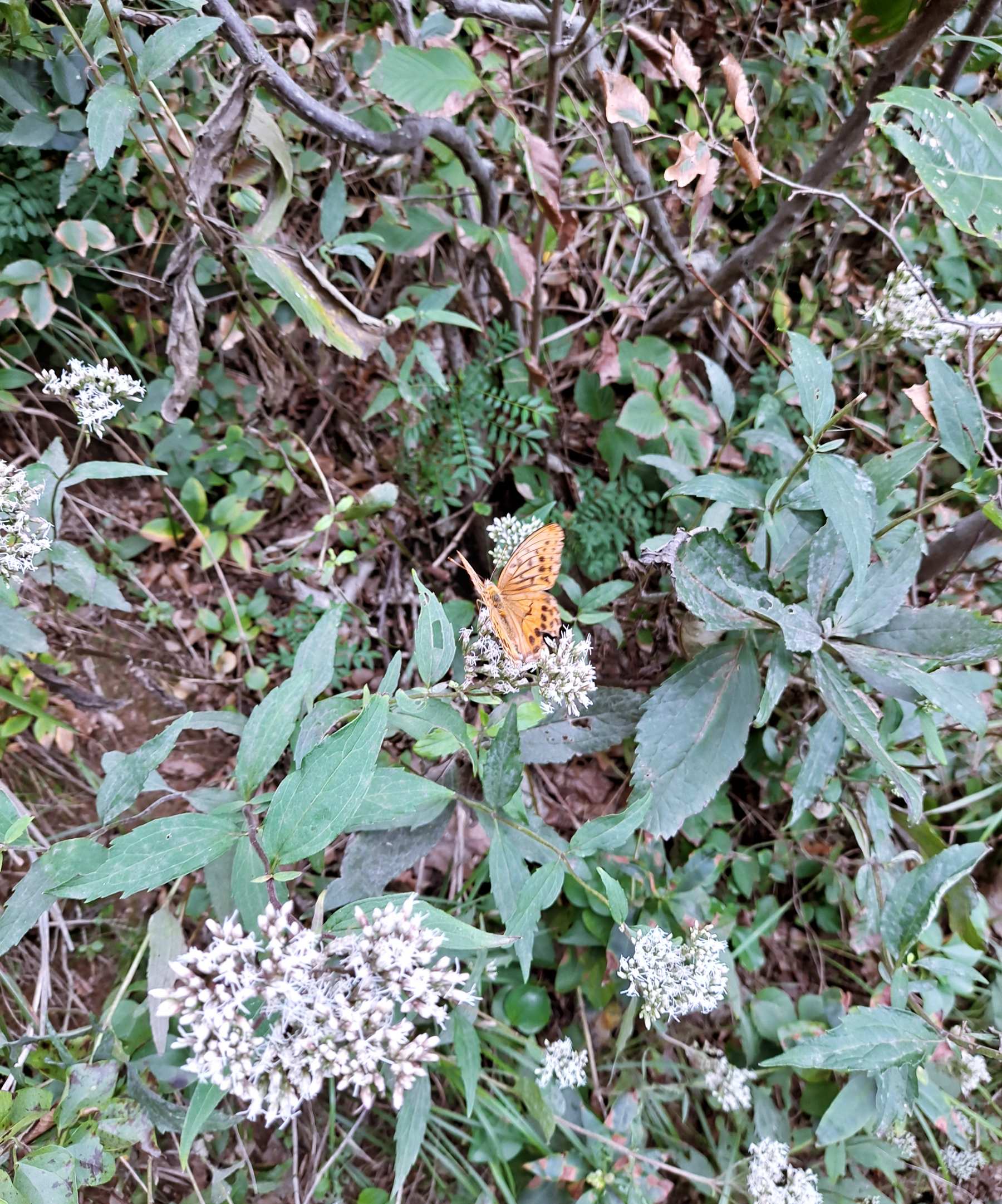 풀잎의 나비 한마리