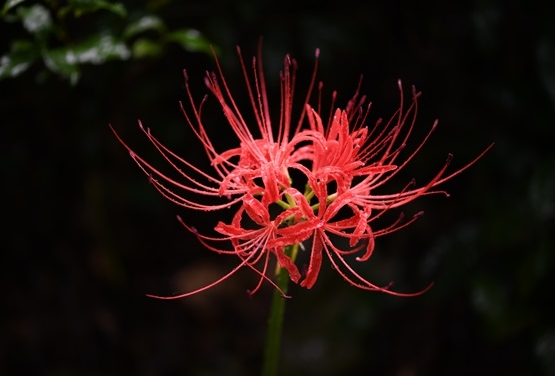 꽃무릇 상사화 차이 개화 시기 꽃말 고창 선운사 군락지 피는시기 전설 1