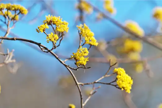 산수유 효능효과 먹는 방법과 부작용
