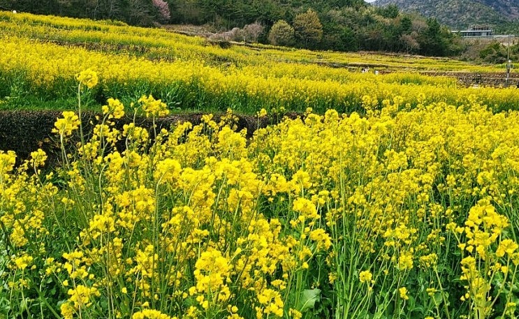 강릉 안반데기 유채꽃밭 &ndash; 고원 위 황금 물결