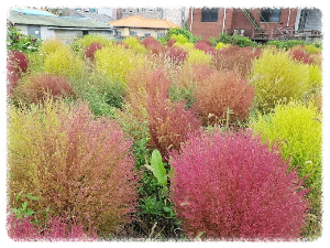 유구핑크뮬리정원