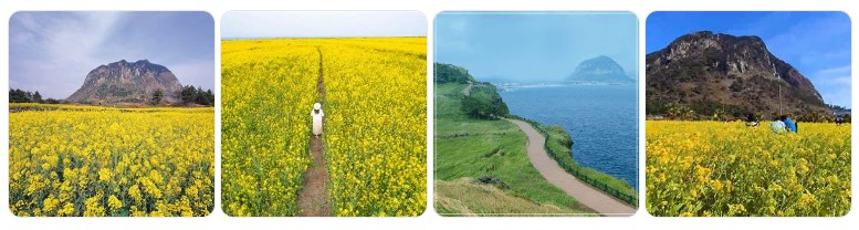 제주 산방산 유채꽃밭과 올레길 풍경, 봄철 인기 걷기 명소