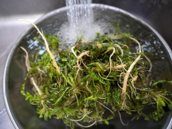 냉이 효능 부작용