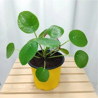 페페로미아 키우기 물주기 분갈이 빛관리 작고 예쁜 실내식물_13