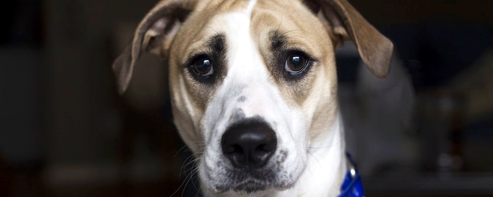 강아지 이물질 삼킴 5