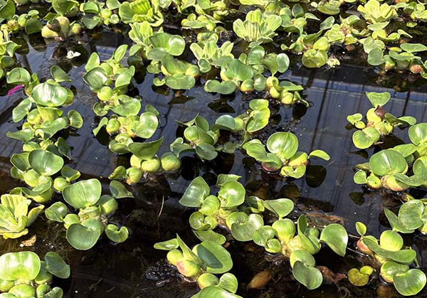 부레옥잠-워터히아신스-키우기