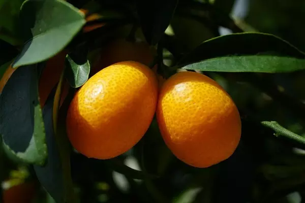 금귤