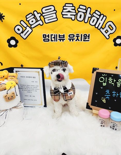 서울 강아지 유치원 비용 비교