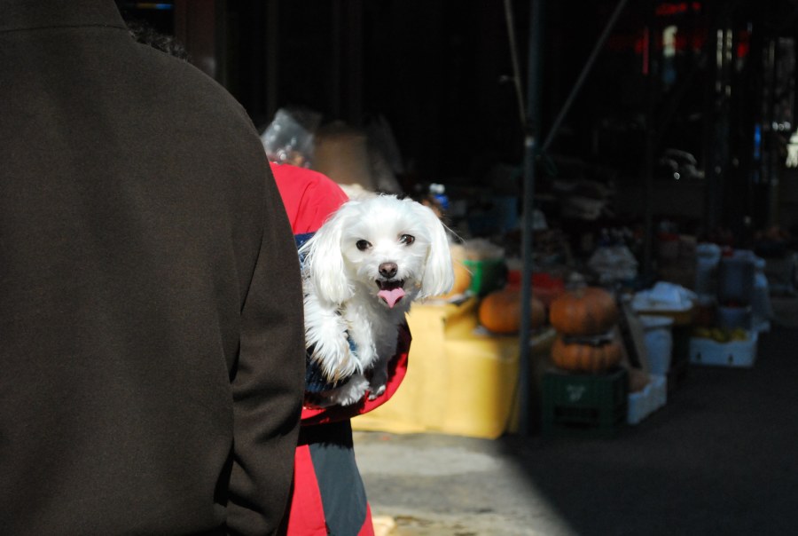 금정구 부곡시장 상가를 지나는 강아지