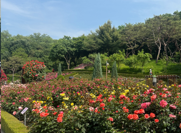 장미축제 전국 TOP5