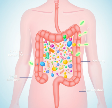 비엔날씬-유산균-후기-복용법