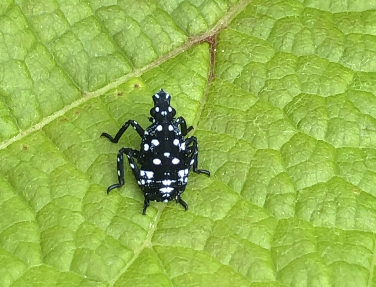 주홍날개꽃매미1