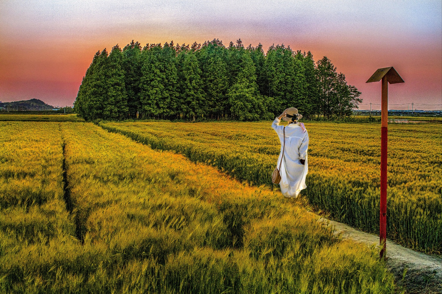 군산 옥녀교차로 보리밭