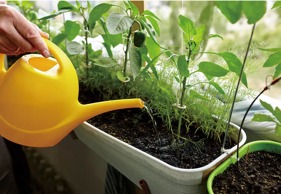 반려식물-물관리